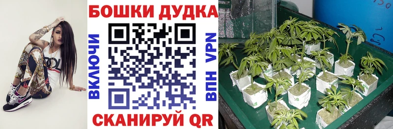 Конопля конопля  хочу   Саяногорск 